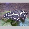 Papilio demoleus - Afrika - wien-a 01.jpg